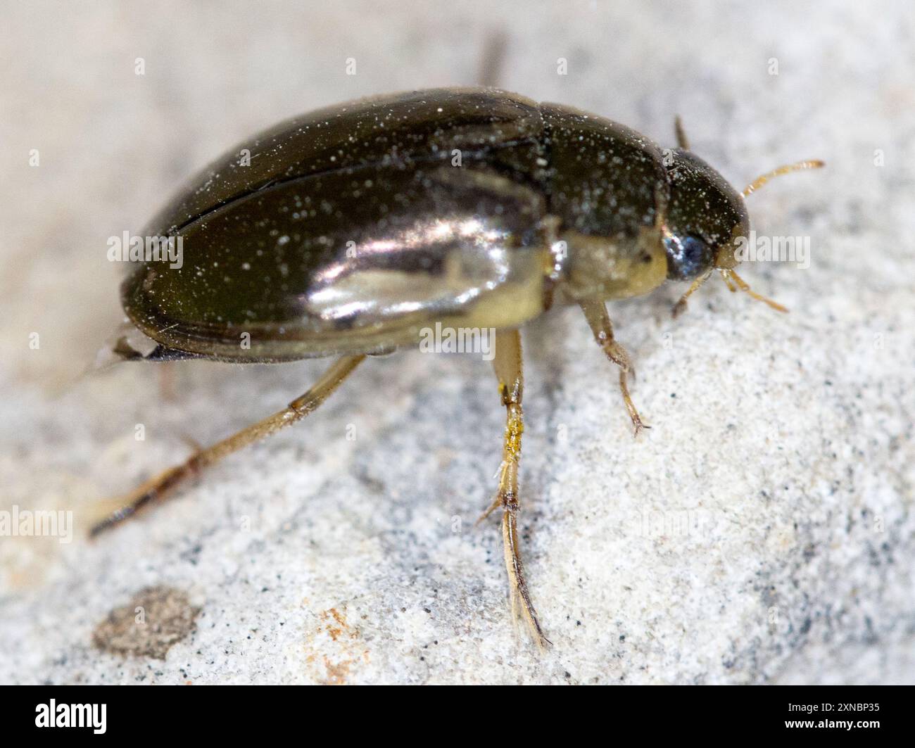 Lateral-banded Water Scavenger Beetle (Tropisternus lateralis) Insecta ...
