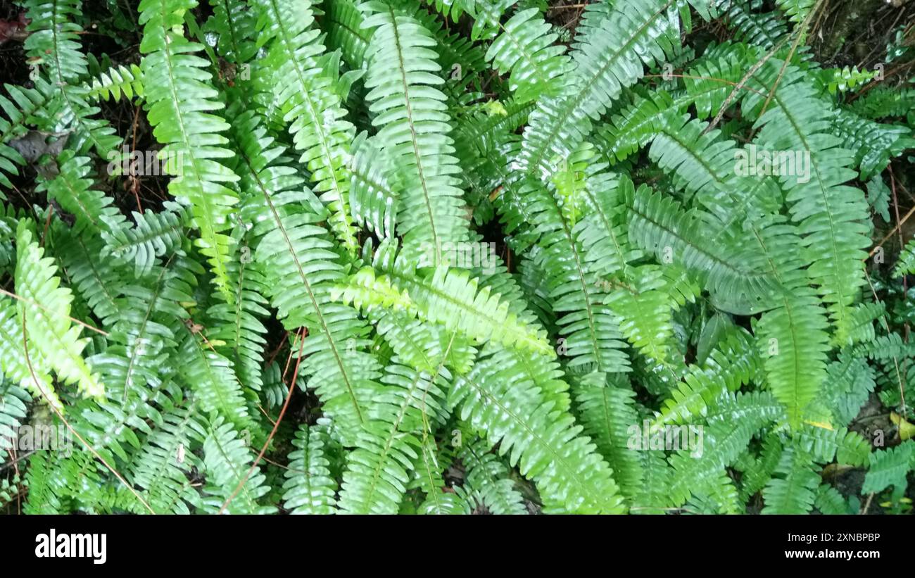 Fishbone Fern (Nephrolepis cordifolia) Plantae Stock Photo - Alamy