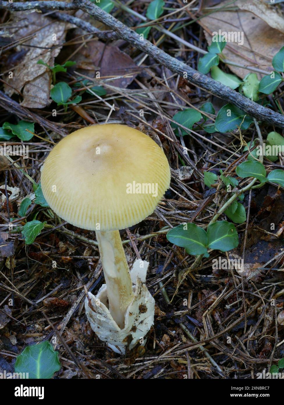 Ringless Mandarin Yellow Ringless Amanita (Amanita sinicoflava) Fungi Stock ...