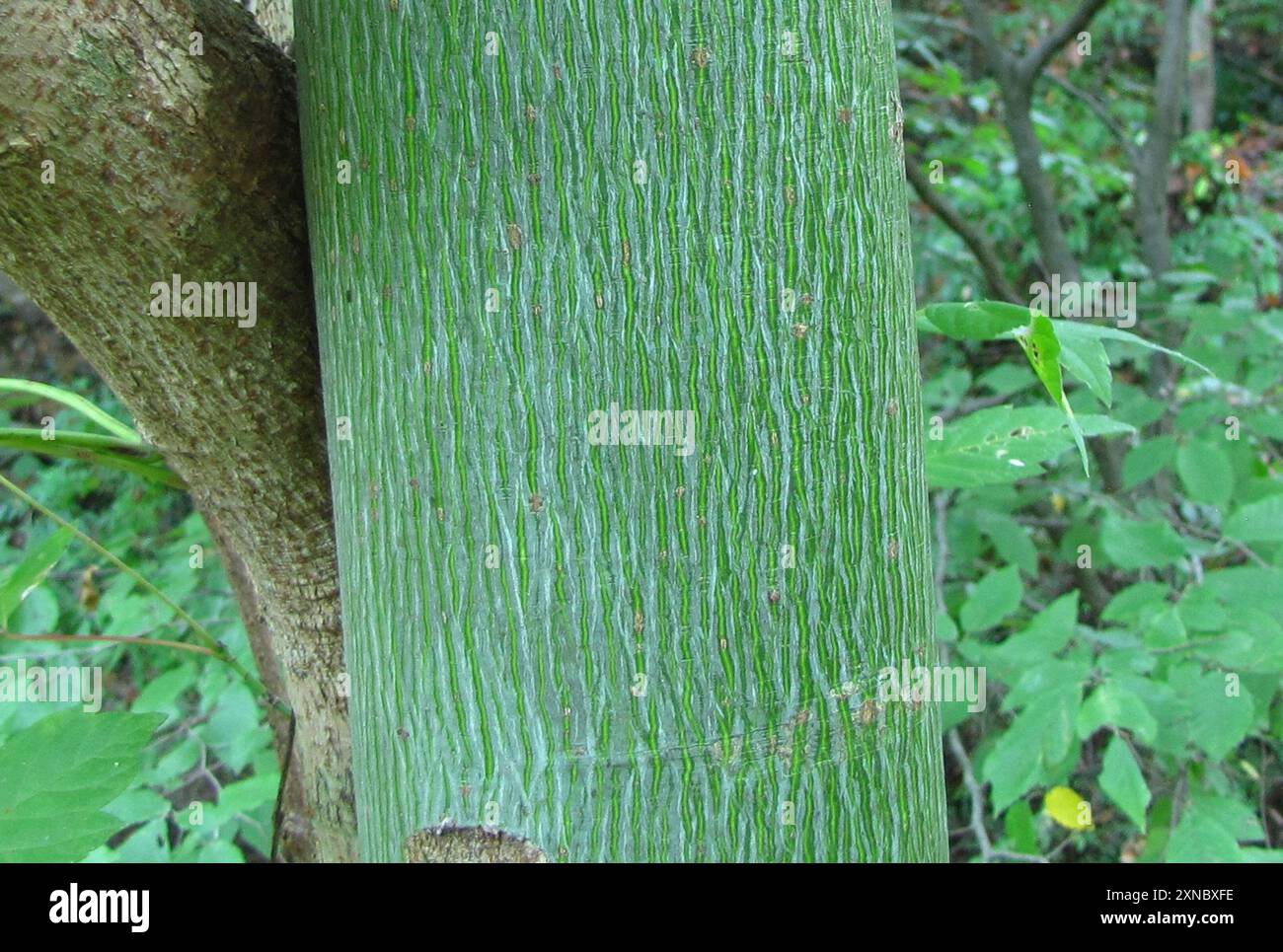 Simplex Tree Example Chinese parasol tree (Firmiana simplex) Plantae Stock Photo - Alamy