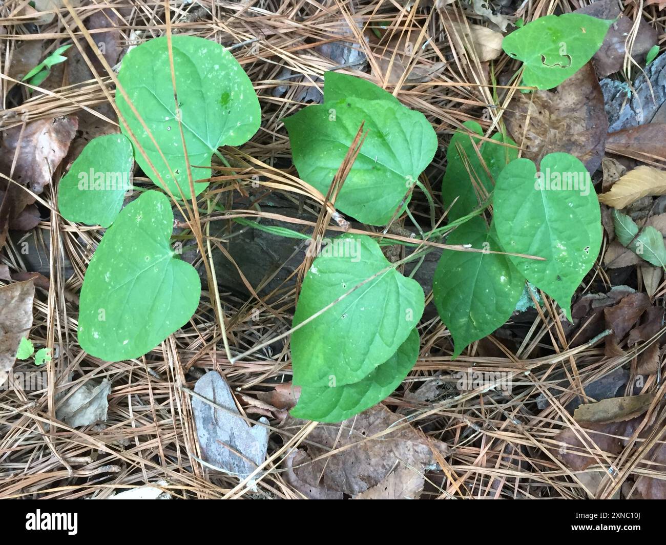 Gonolobus hi-res stock photography and images - Alamy