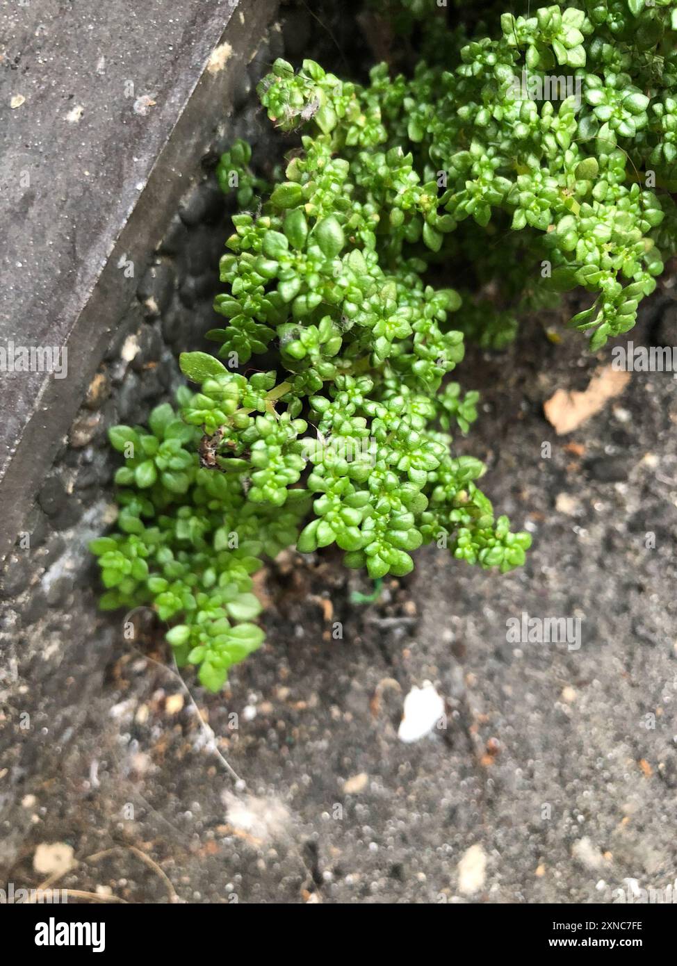 artillery plant (Pilea microphylla) Plantae Stock Photo - Alamy