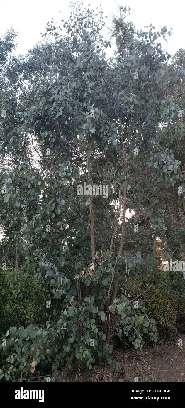 Silver Dollar Gum (Eucalyptus polyanthemos) Plantae Stock Photo - Alamy