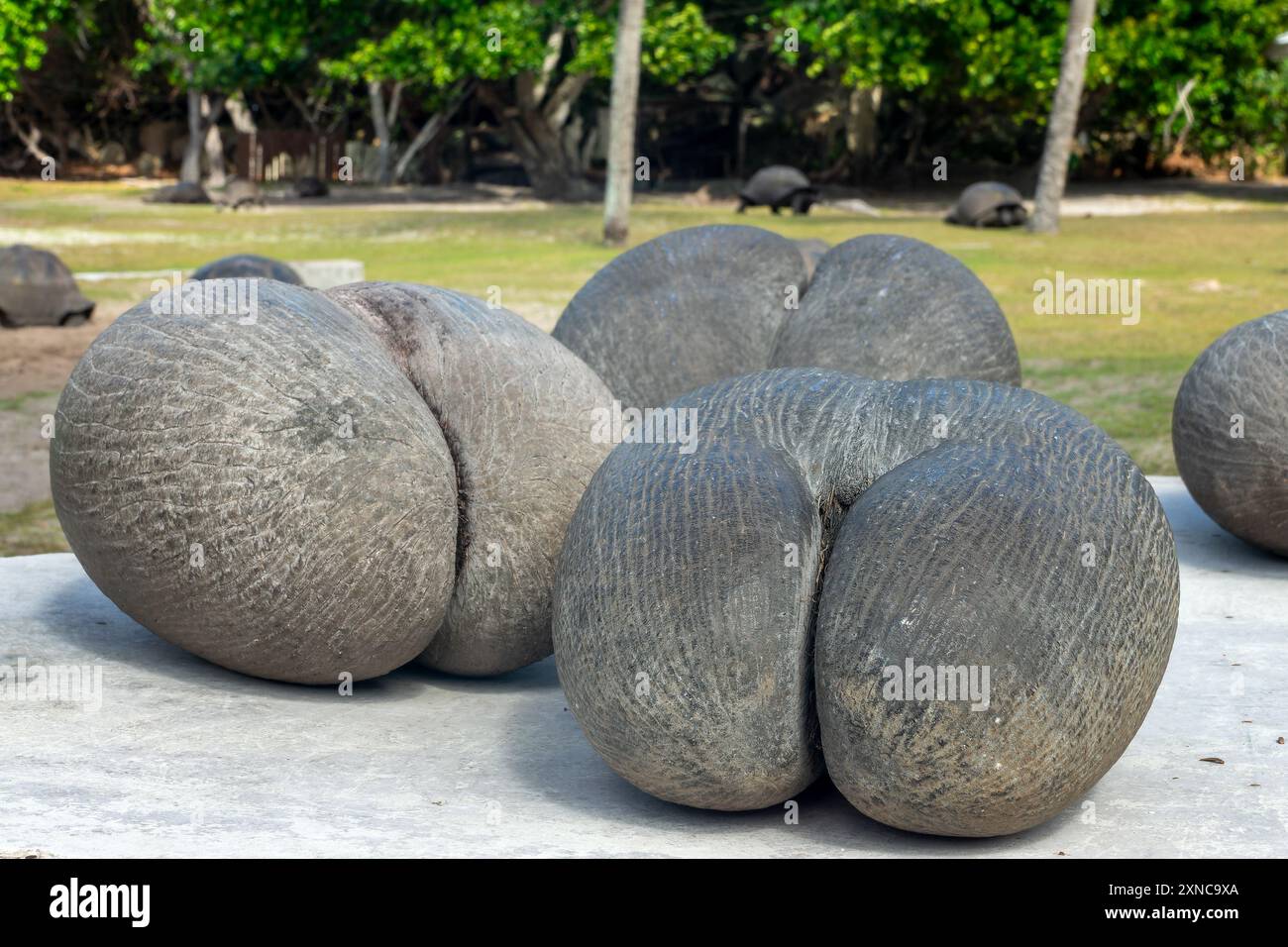 Fruit of the coco de mer (sea coconut), also called love coconut, coco ...