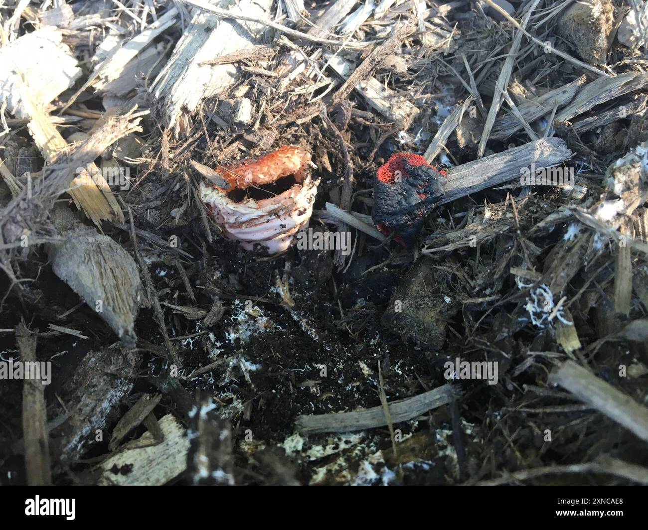 devil's dipstick (Mutinus elegans) Fungi Stock Photo - Alamy