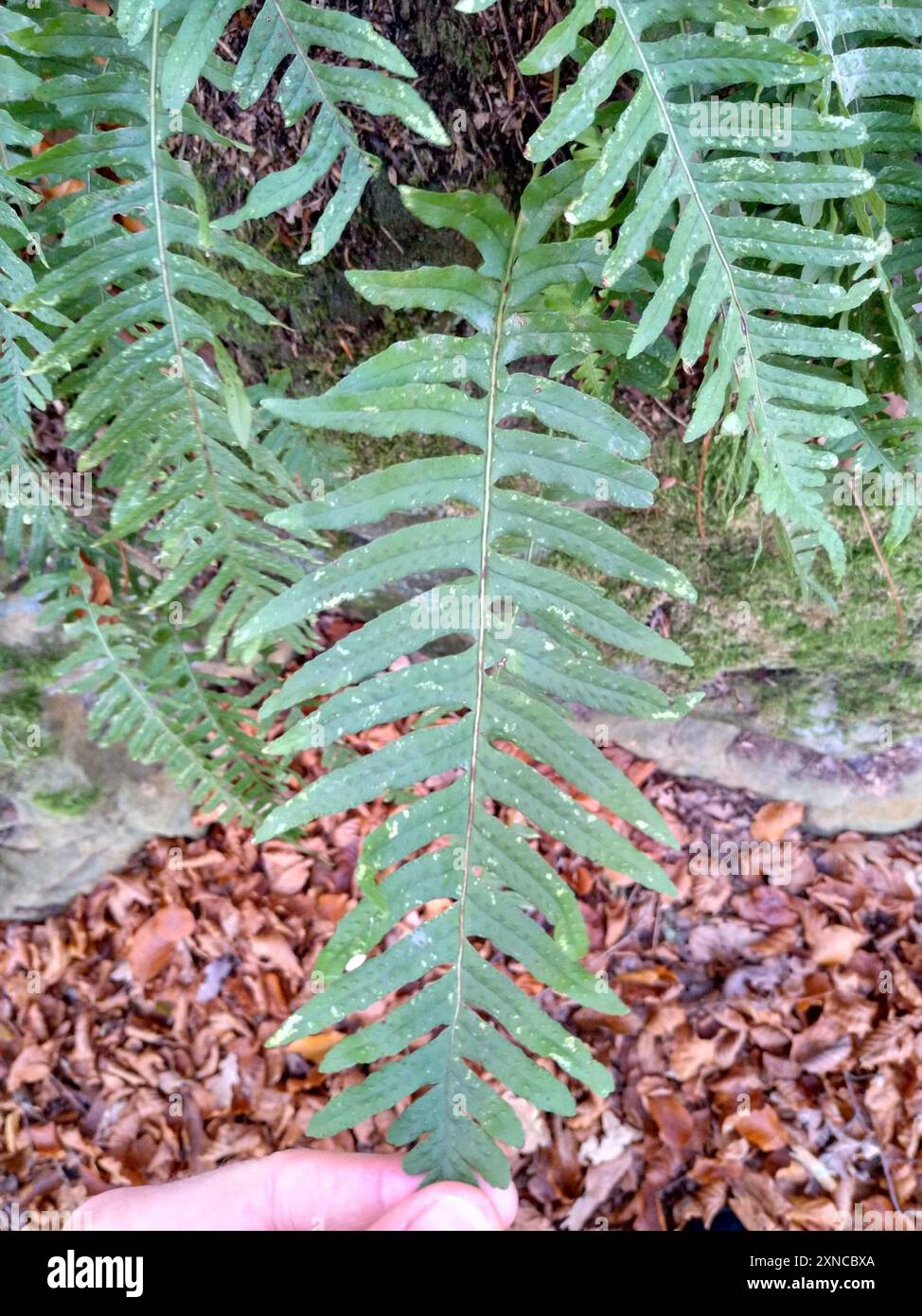 polypody ferns (Polypodium) Plantae Stock Photo - Alamy