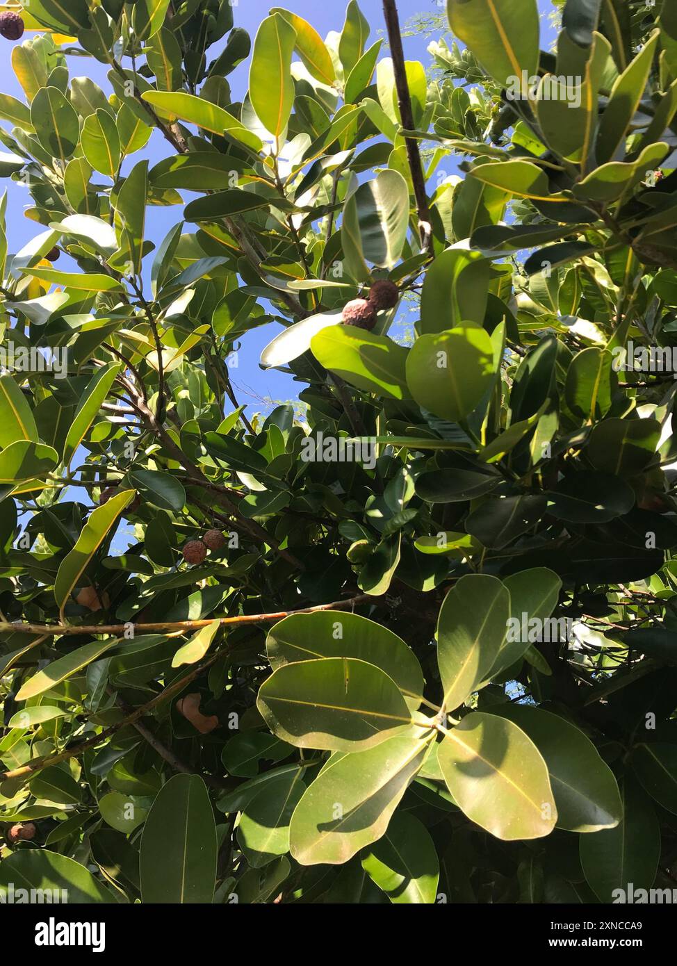 Alexandrian Laurel (Calophyllum inophyllum) Plantae Stock Photo - Alamy