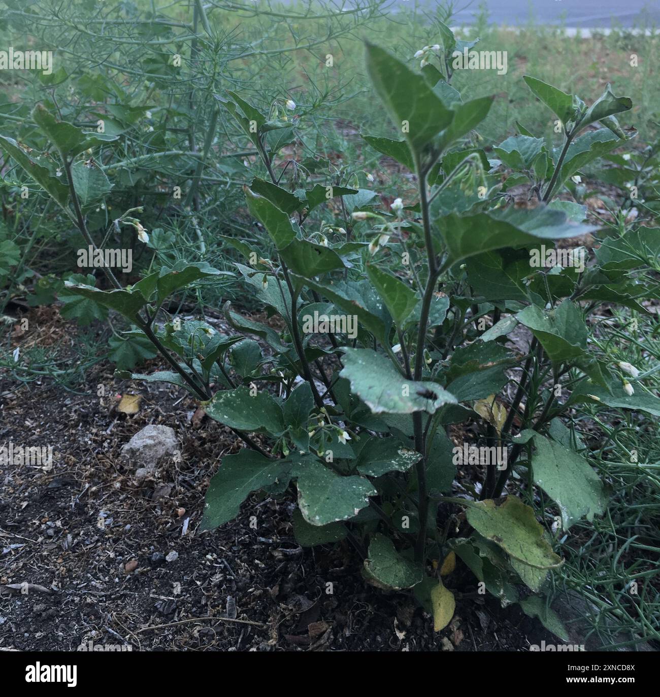 Black Nightshade Complex (Solanum nigrum) Plantae Stock Photo - Alamy