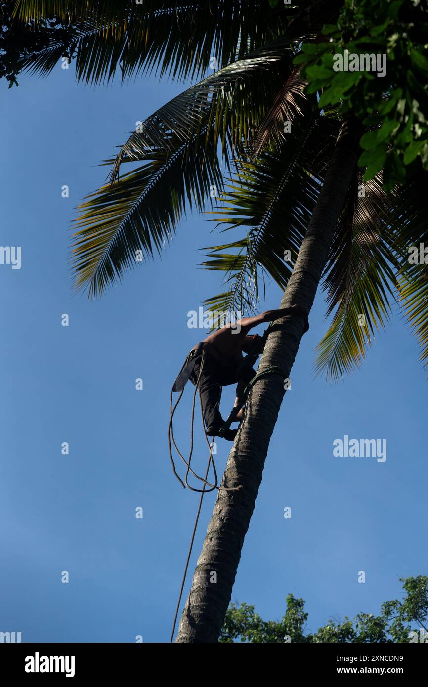 A man climbing a palm tree to harvest coconuts Stock Photo - Alamy