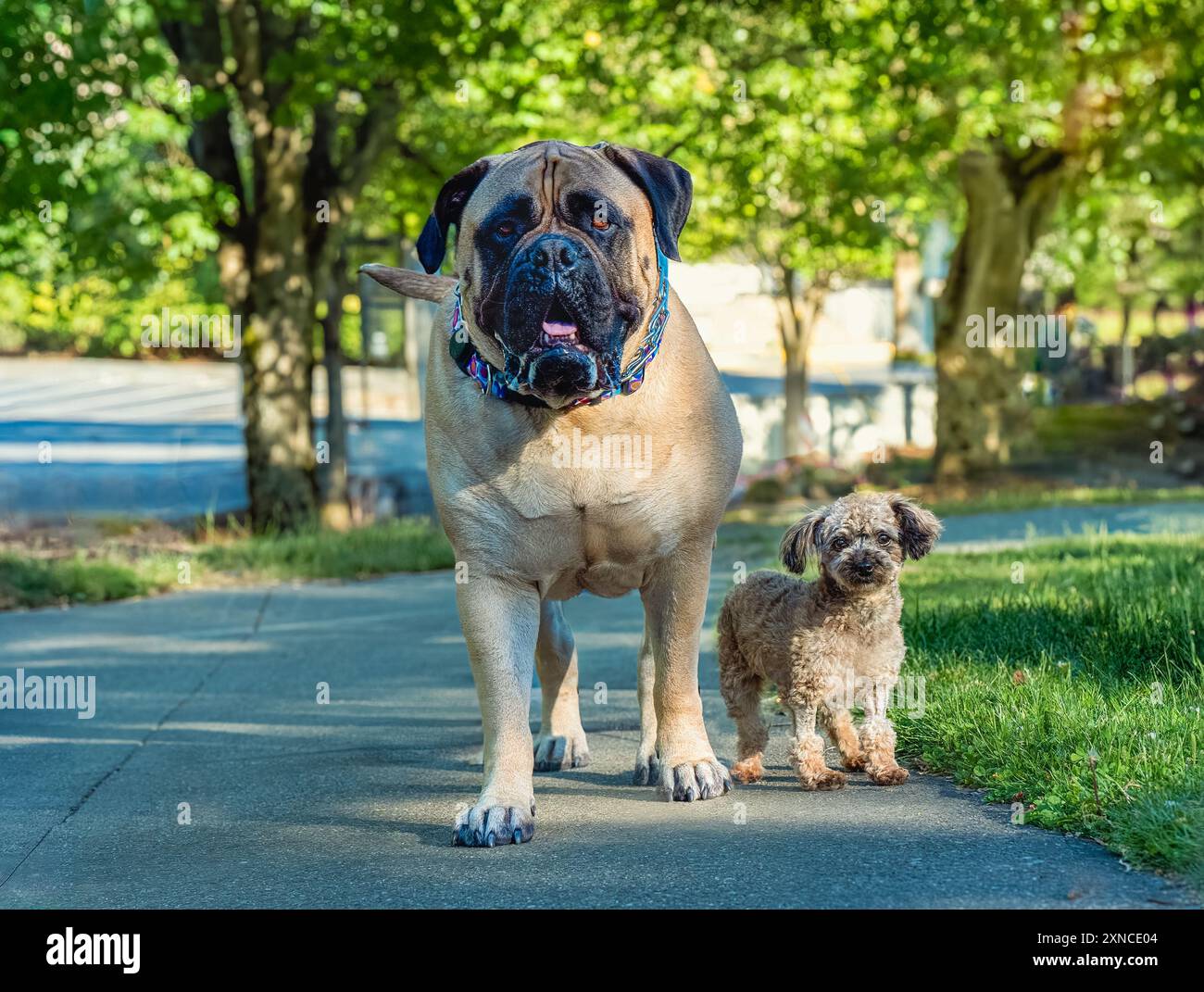 A FAWN COLORED BULLMASTIFF AND A LIGHT BROWN TOY POODLE STANDING TOGETHER IN A PARK WITH NICE EYES ON MERCER ISLAND WASHINGTON Stock Photo