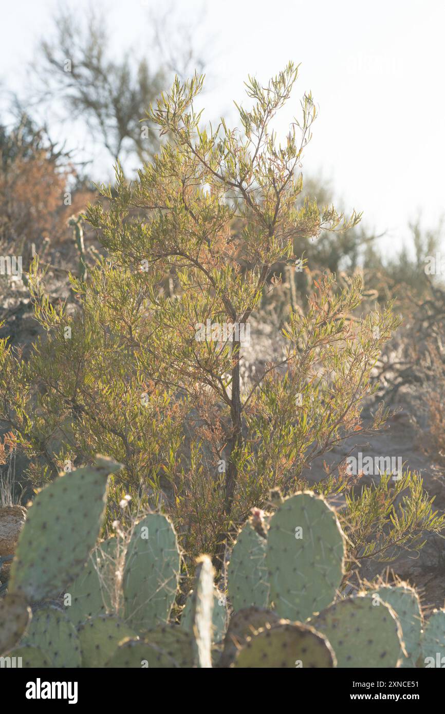 Akeake (Dodonaea viscosa) Plantae Stock Photo - Alamy