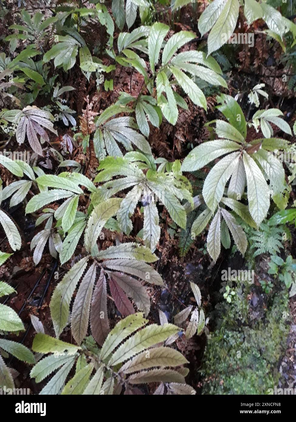 Elatostema rugosum hi-res stock photography and images - Alamy