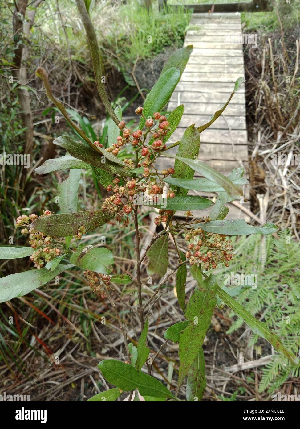 Akeake (Dodonaea viscosa) Plantae Stock Photo - Alamy