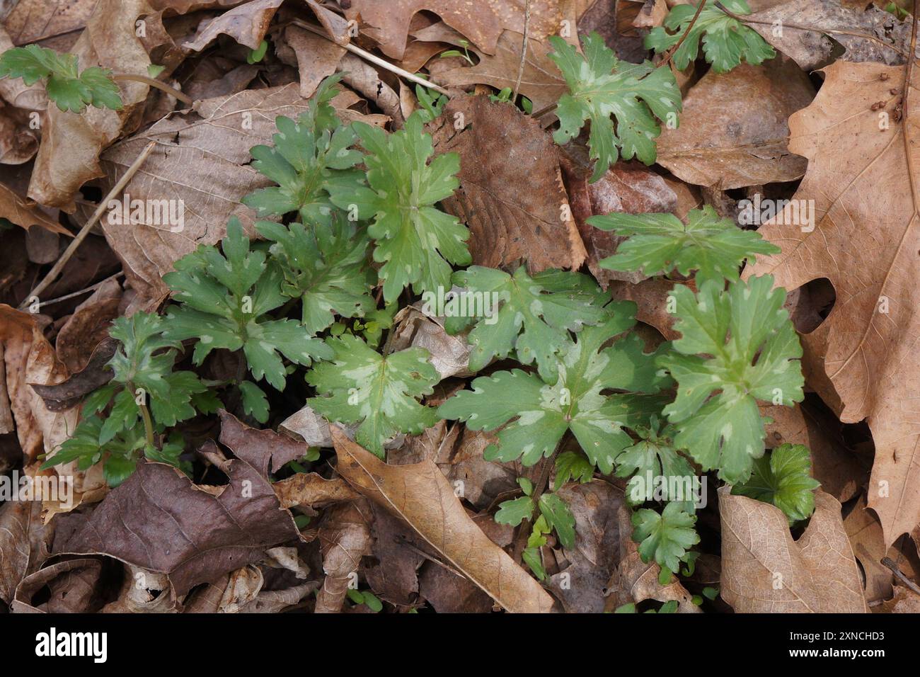 Broad-leaf Waterleaf (Hydrophyllum canadense) Plantae Stock Photo - Alamy