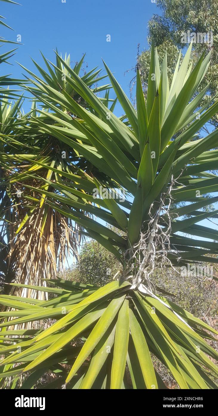 Spineless Yucca (Yucca gigantea) Plantae Stock Photo - Alamy