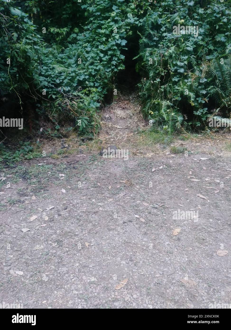 Brush Rabbit (Sylvilagus bachmani) Mammalia Stock Photo Alamy
