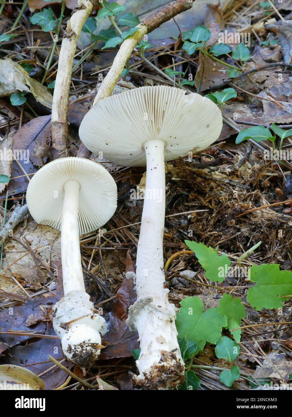 Ringless Mandarin Yellow Ringless Amanita (Amanita sinicoflava) Fungi Stock ...