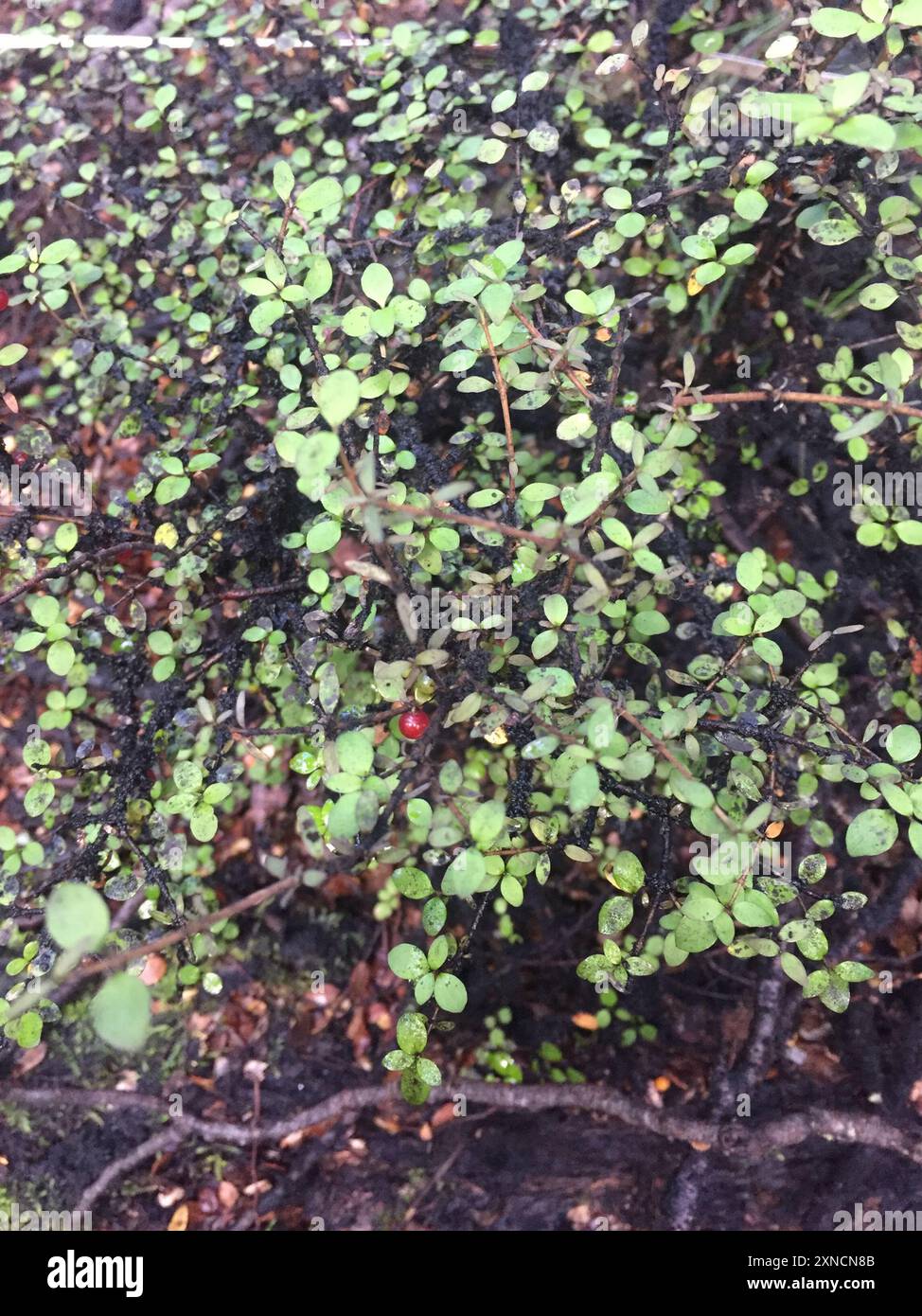 Twiggy coprosma (Coprosma rhamnoides) Plantae Stock Photo - Alamy