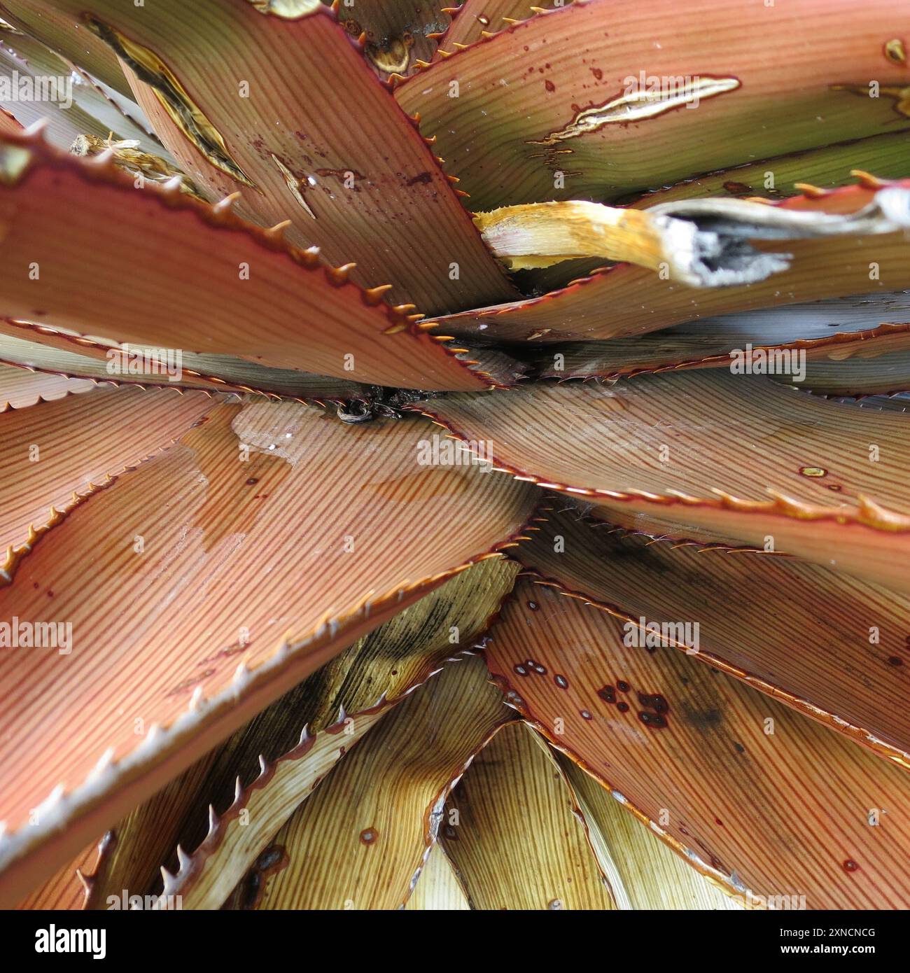 Muir's red-spined aloe (Aloe lineata muirii) Plantae Stock Photo - Alamy