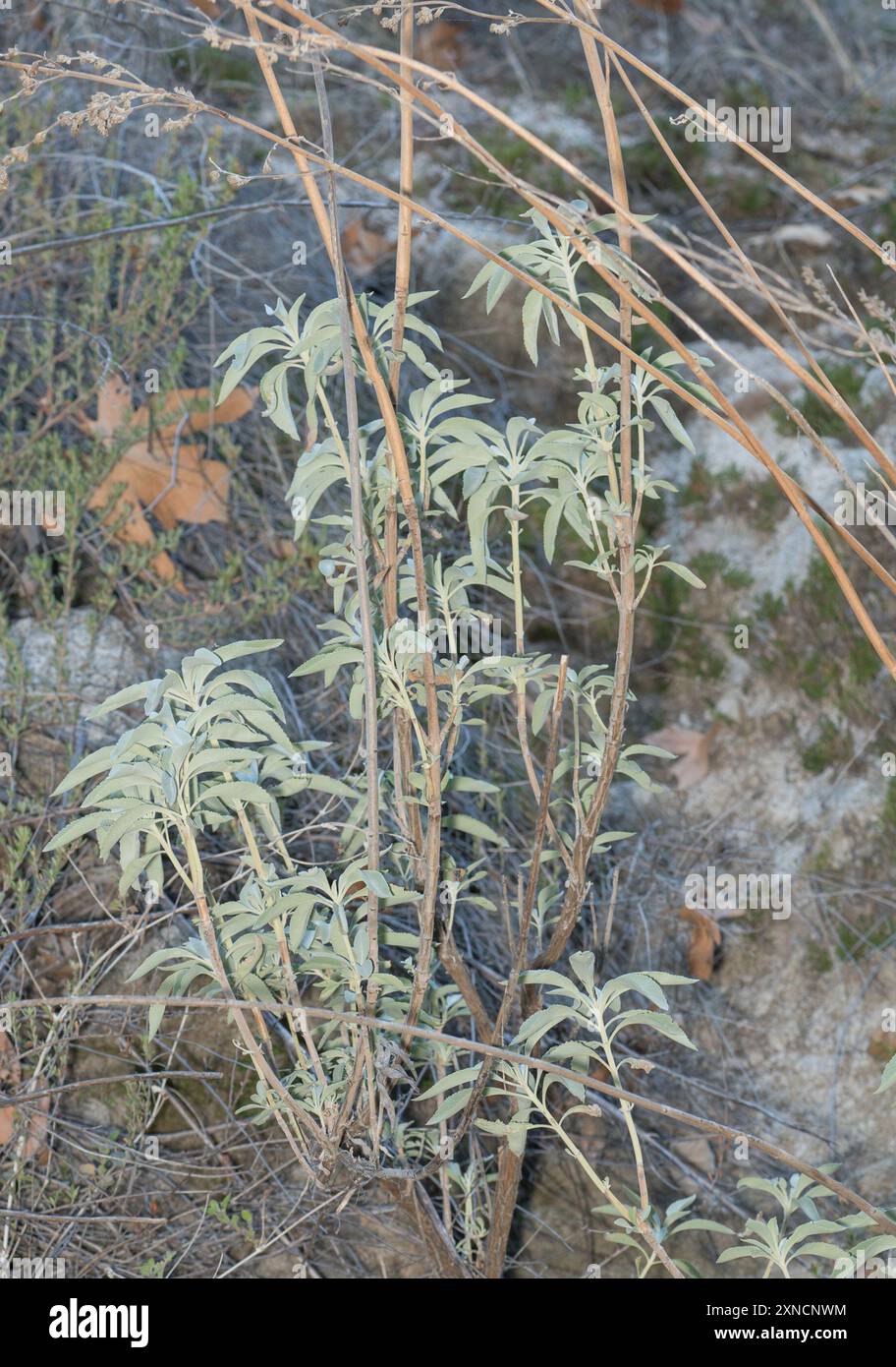 thumbnail image 2 of White Sage Cultivated - Regenerative Organic Certified® - Oshala Farm 2 of 11