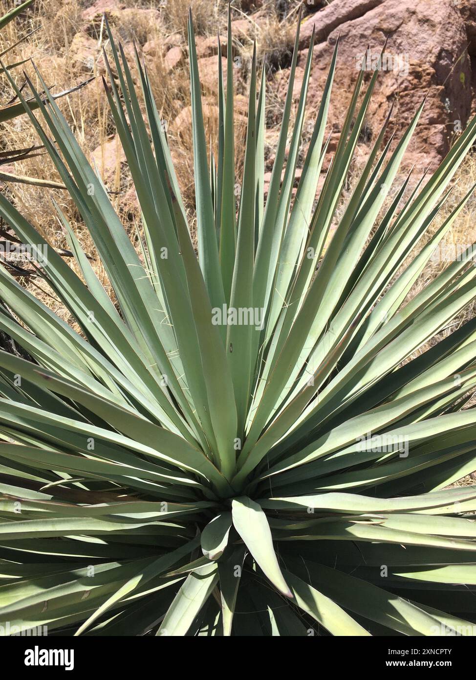 mountain yucca (Yucca madrensis) Plantae Stock Photo Alamy