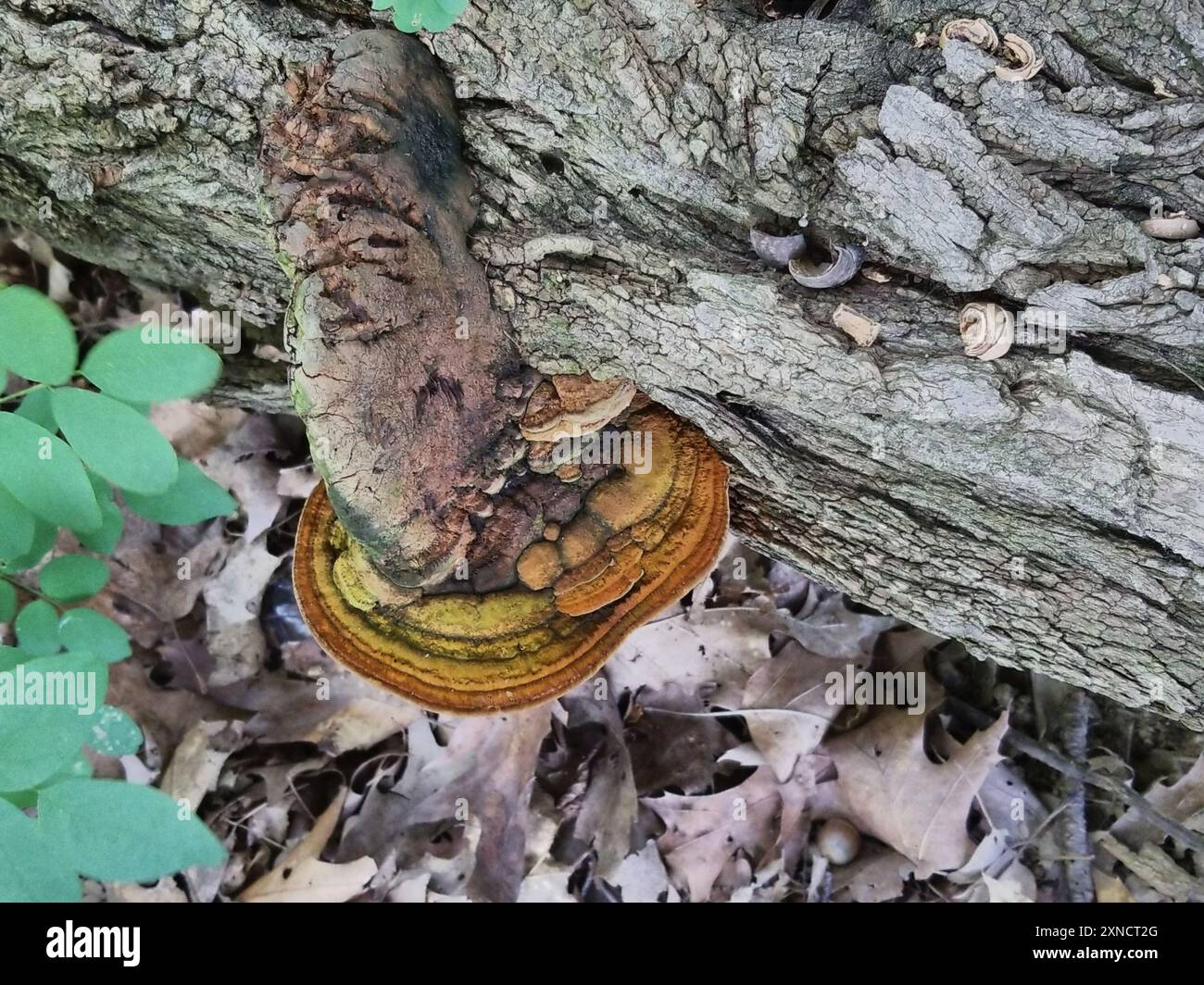 artist's bracket (Ganoderma applanatum) Fungi Stock Photo - Alamy