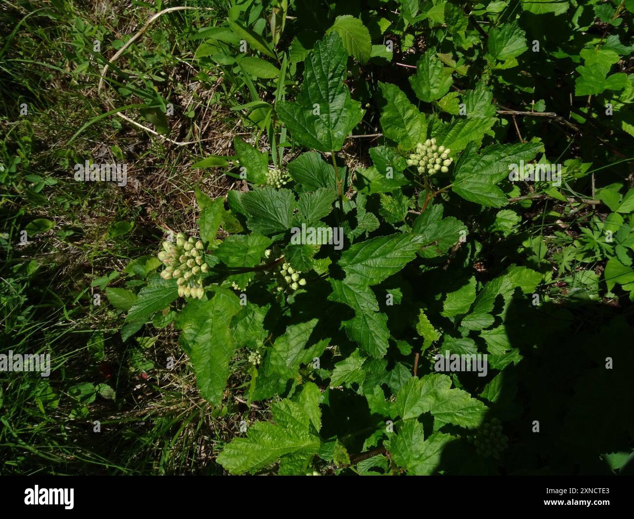 common ninebark (Physocarpus opulifolius) Plantae Stock Photo - Alamy