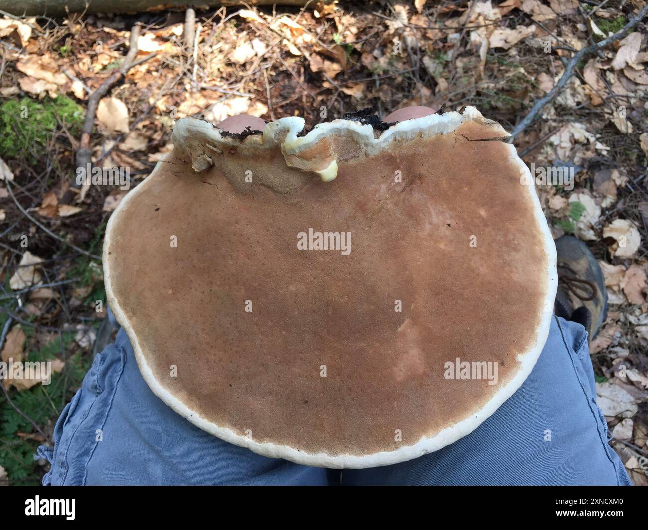 Northern Red Belt (Fomitopsis mounceae) Fungi Stock Photo - Alamy