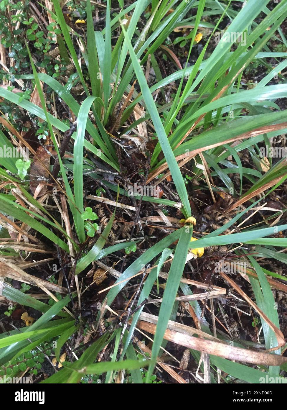 bush rice grass (Ehrharta diplax) Plantae Stock Photo - Alamy
