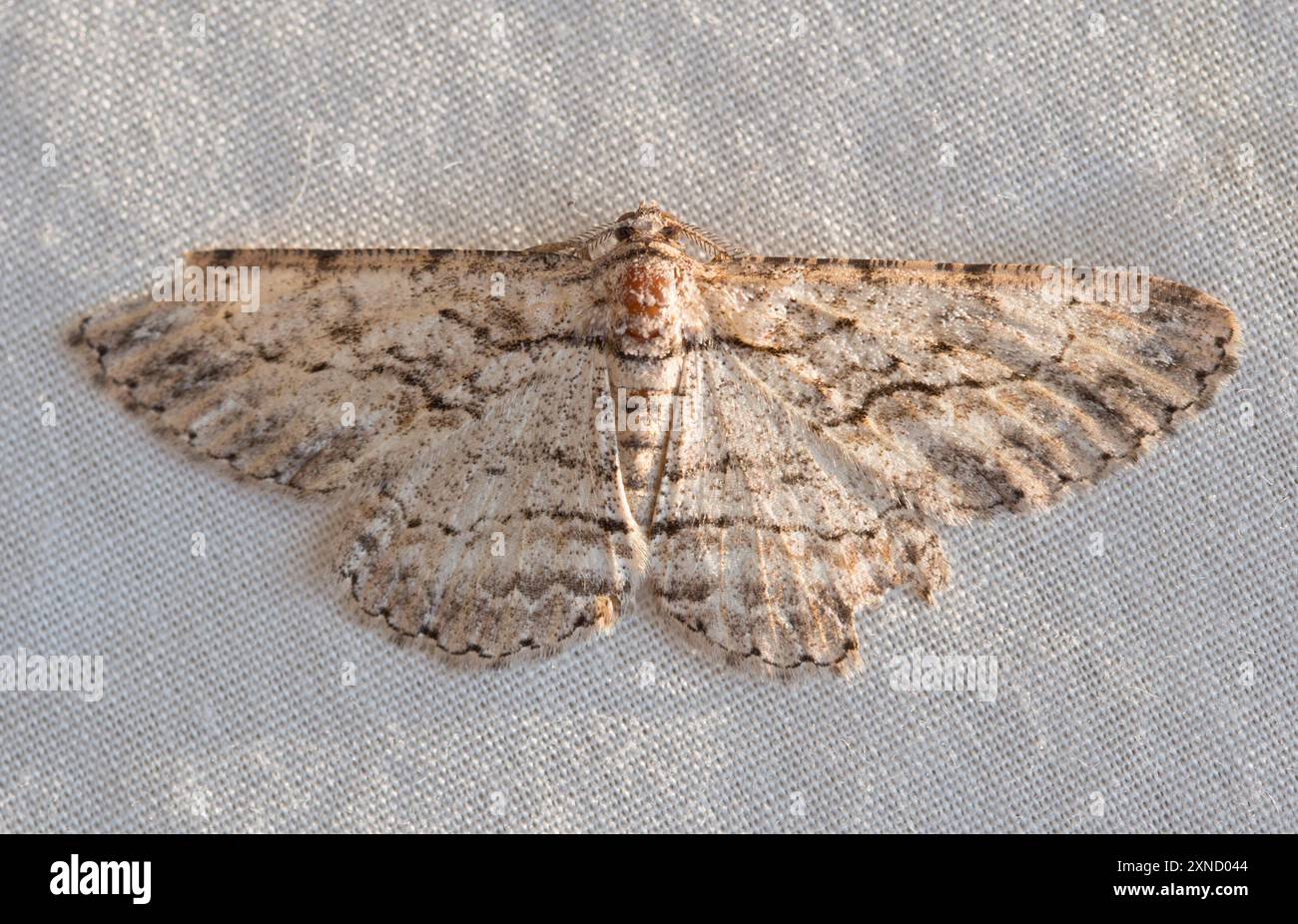 Geometer Insect Geometer Moths (Geometridae) Insecta Stock Photo - Alamy