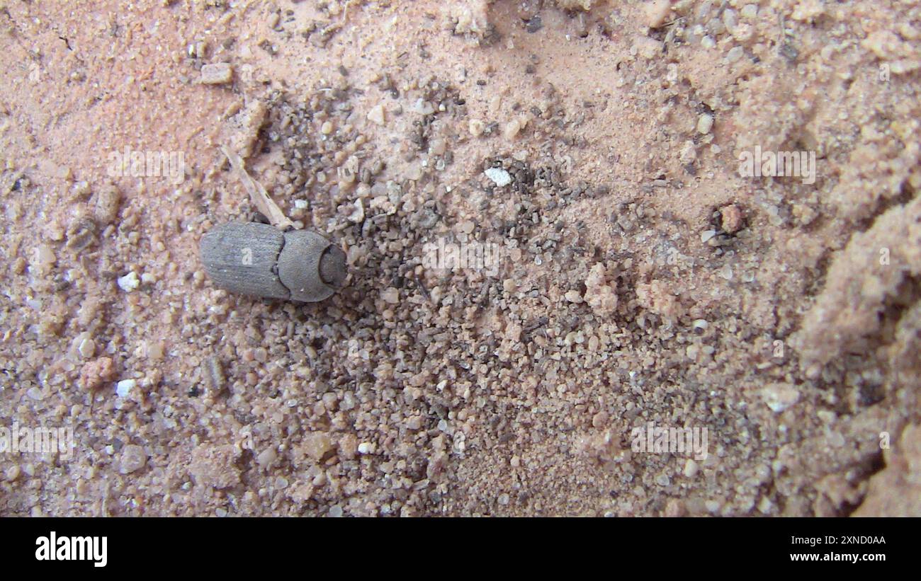 Dusty Insect Gonocephalum hi-res stock photography and images - Alamy