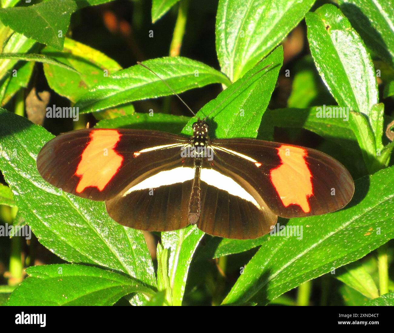 (Heliconius erato phyllis) Insecta Stock Photo - Alamy