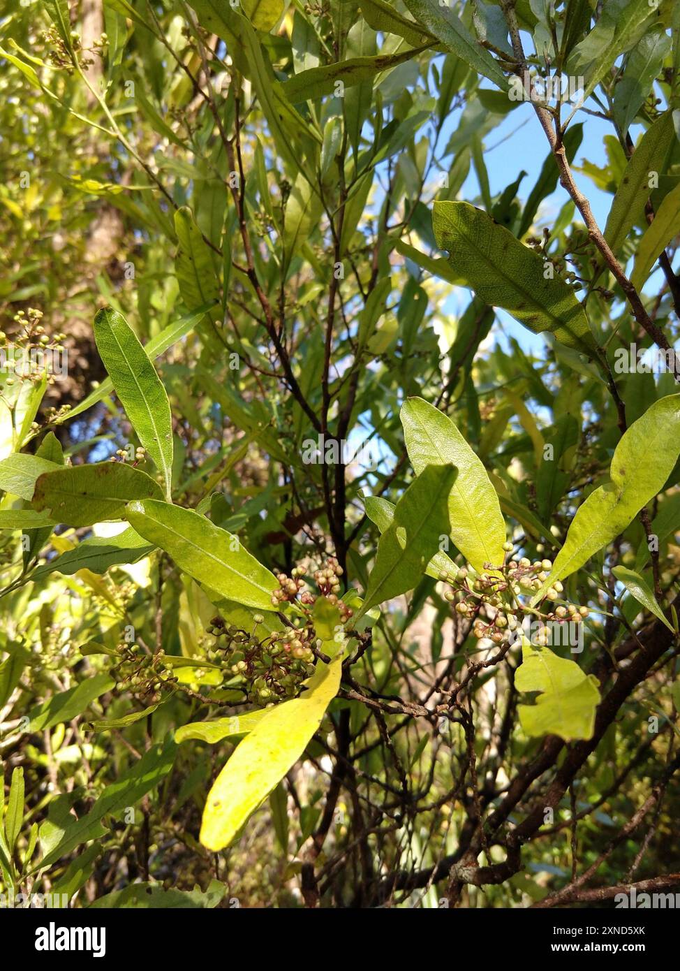 Akeake (Dodonaea viscosa) Plantae Stock Photo - Alamy