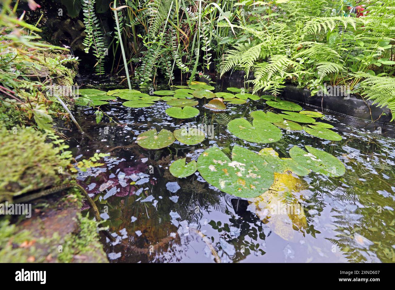 Plastic pond hi-res stock photography and images - Alamy