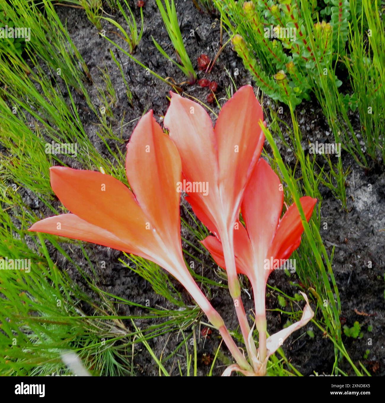 Scarborough lily (Cyrtanthus elatus) Plantae Stock Photo - Alamy