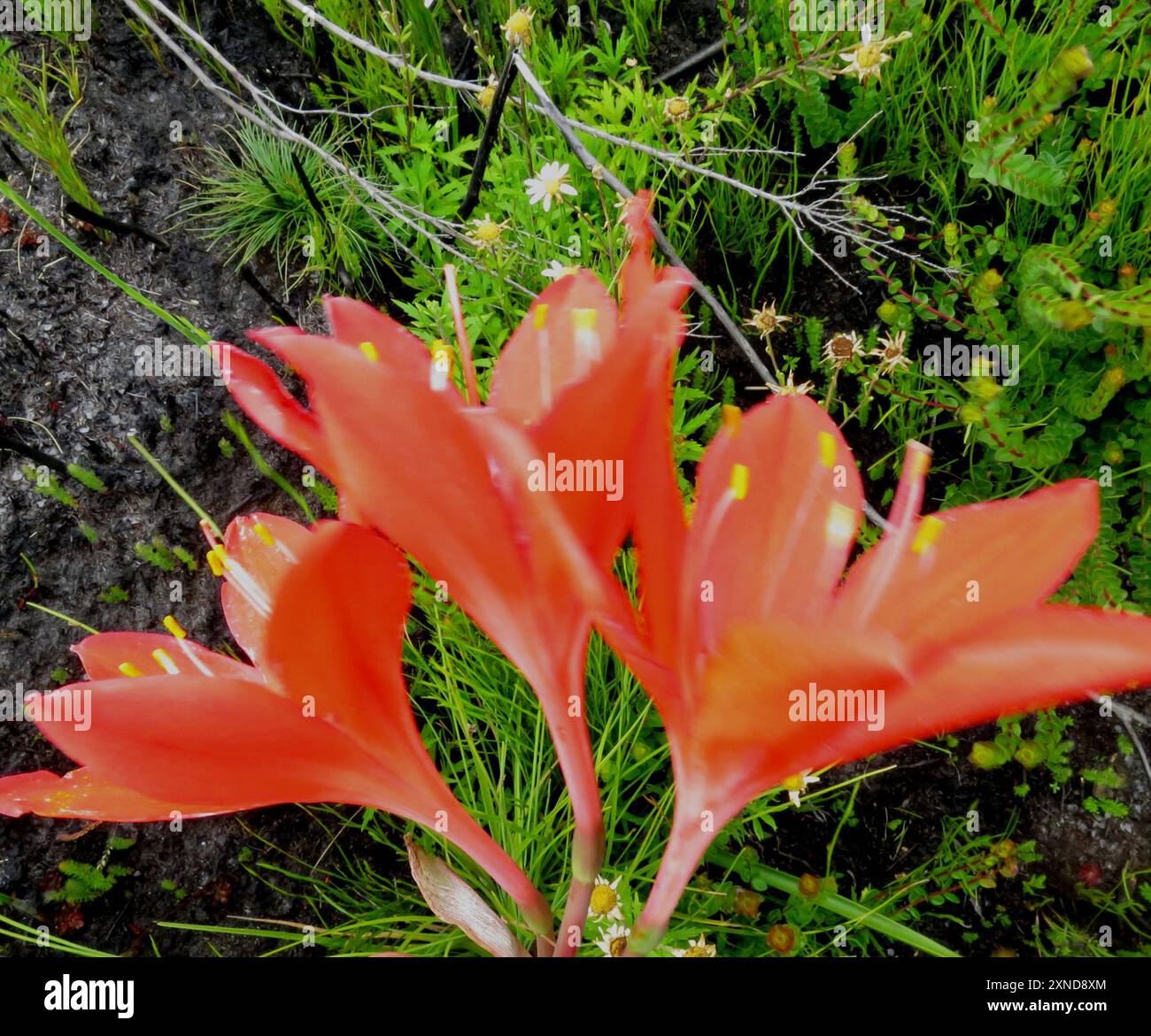 Scarborough lily (Cyrtanthus elatus) Plantae Stock Photo - Alamy