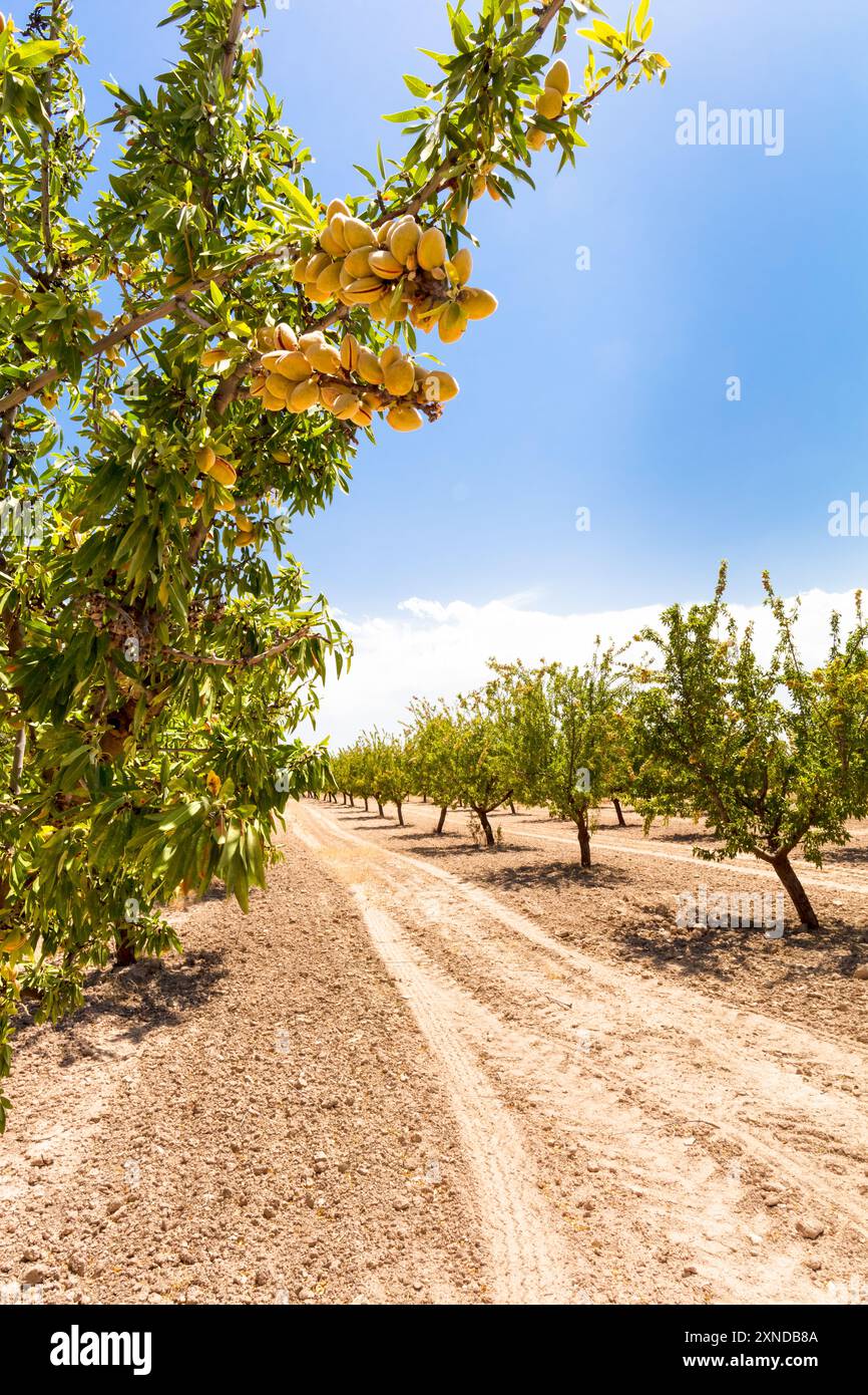 Almond Trees,Prunus Amygdalus, Almond grove in the Granada region of Southern Spain. Adalucia Almond Grove, Ripening Almond nuts, Agriculture Spain. Stock Photo