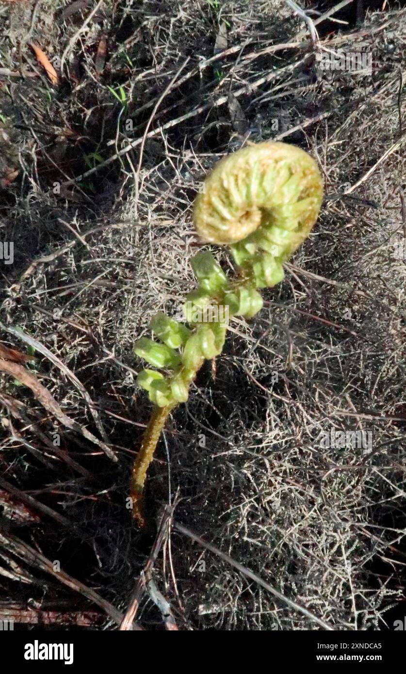 Cape Hard Fern (Blechnum capense) Plantae Stock Photo - Alamy