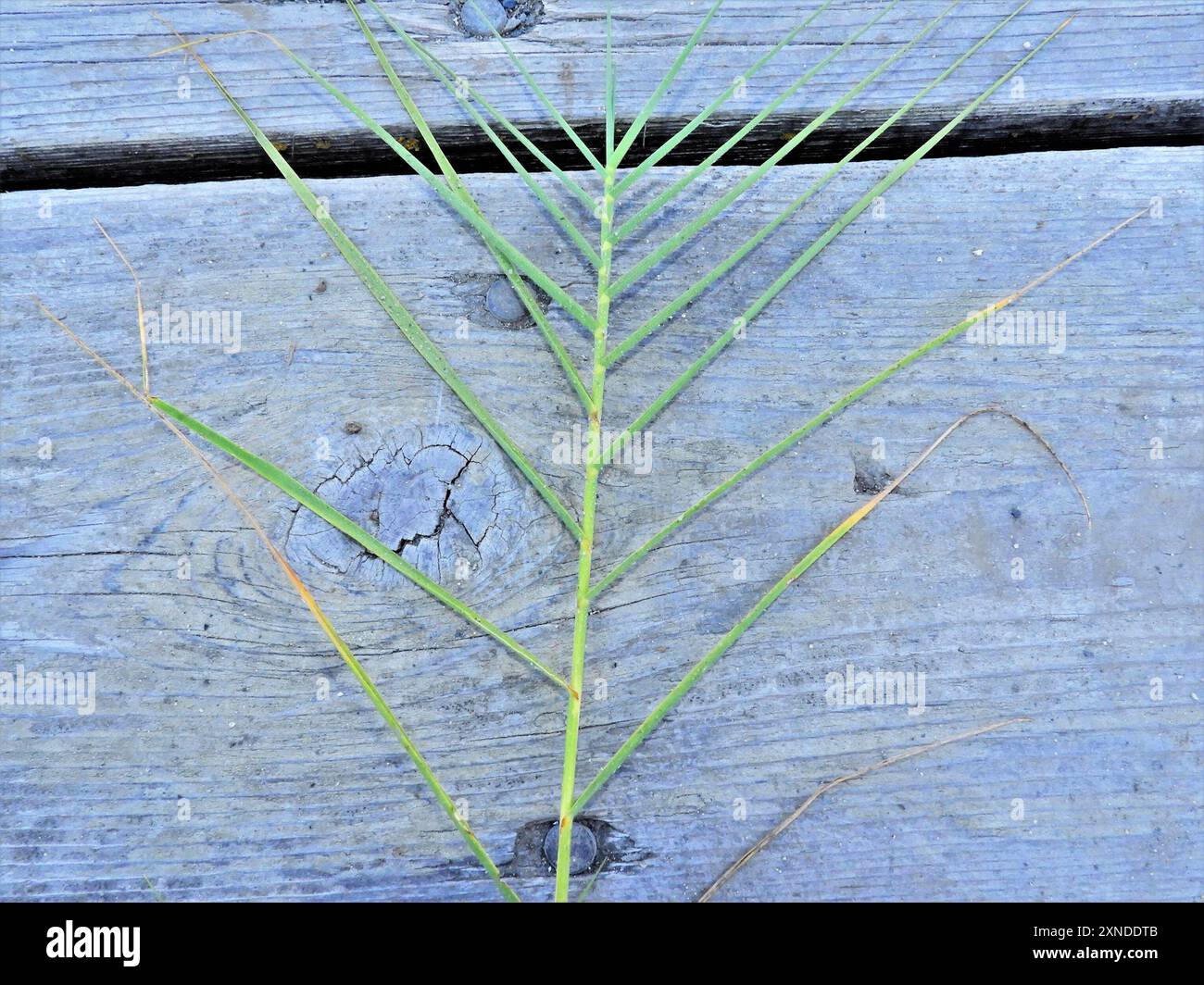 Saltgrass (Distichlis spicata) Plantae Stock Photo