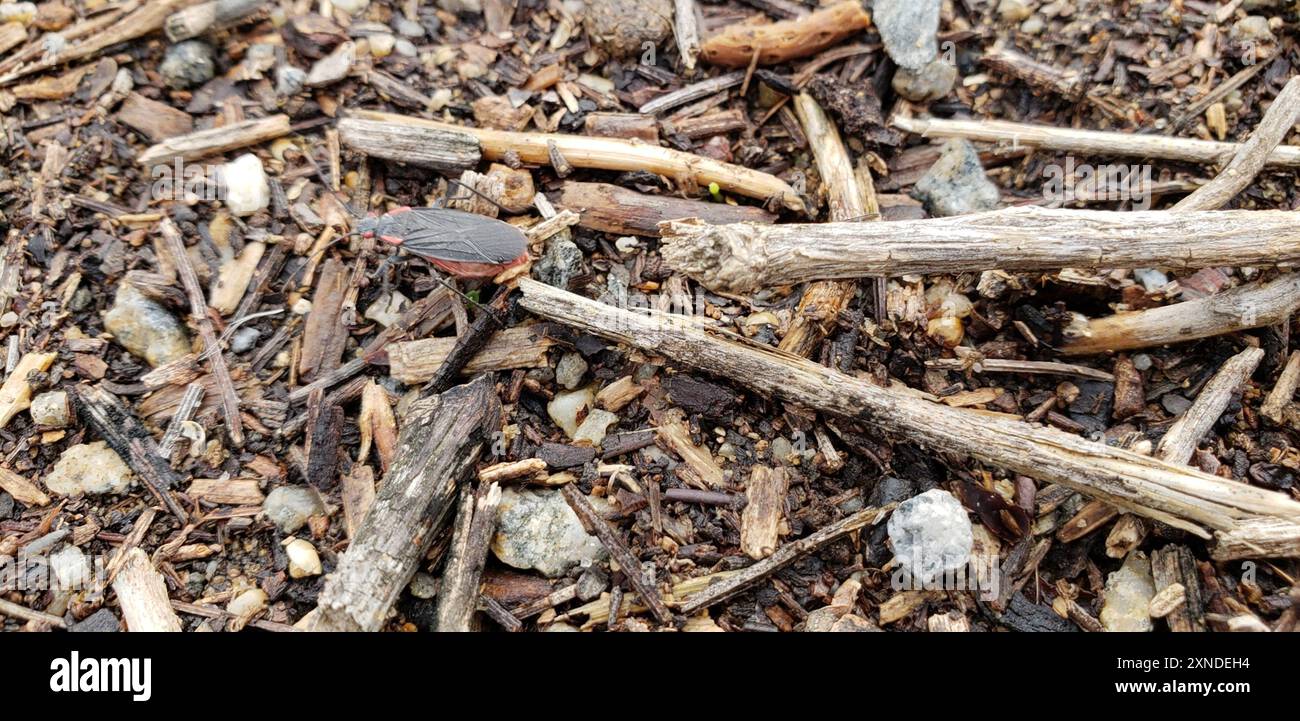 Red-shouldered Bug (Jadera haematoloma) Insecta Stock Photo - Alamy