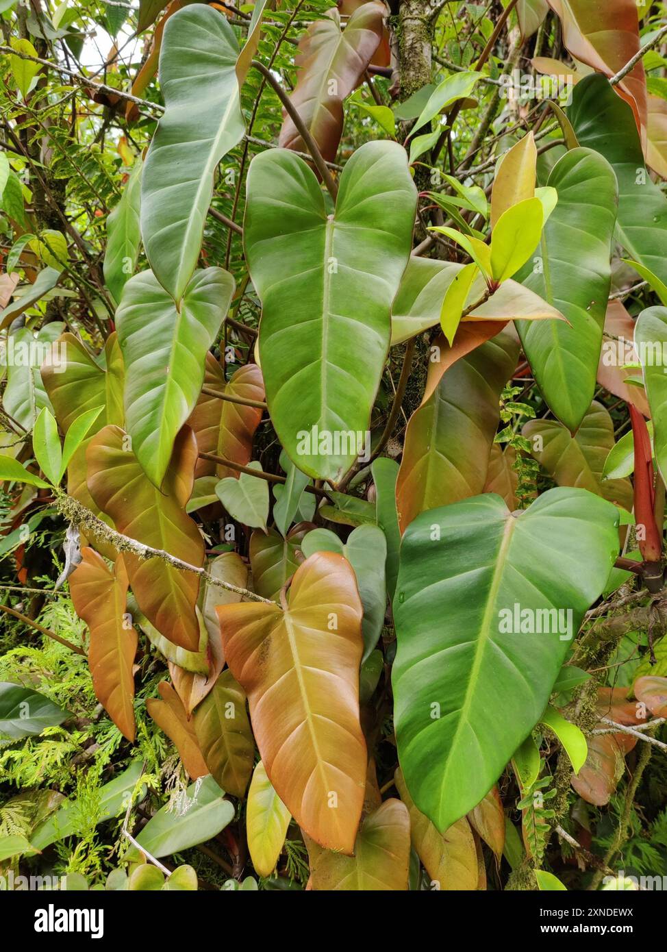 climbing philodendron houseplants Philodendron Neon
