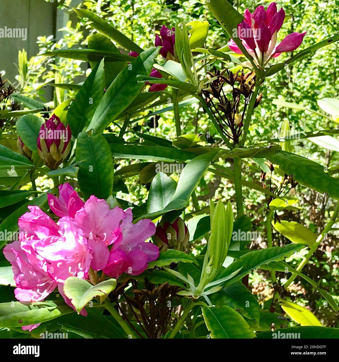 Pacific rhododendron (Rhododendron macrophyllum) Plantae Stock Photo ...
