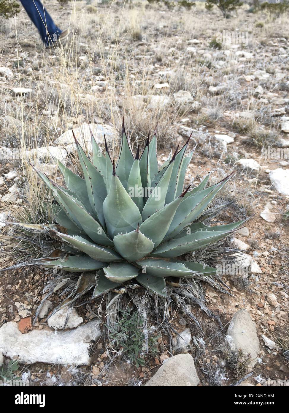 New Mexico agave (Agave parryi neomexicana) Plantae Stock Photo - Alamy