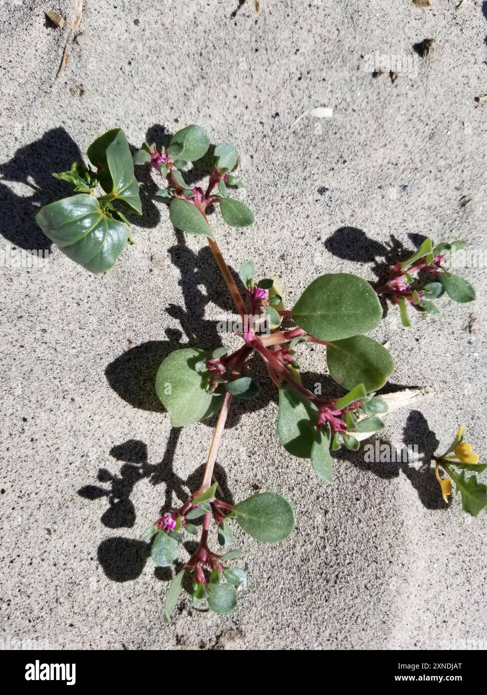 Trianthema portulacastrum – eFlora of India, image size:974x1390