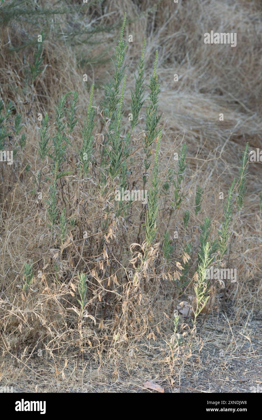 Ragweeds (Ambrosia) Plantae Stock Photo - Alamy