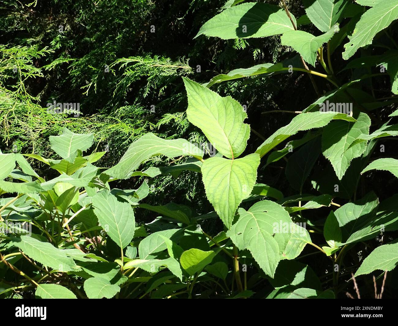 rough-leaved-hydrangea-hydrangea-aspera-plantae-stock-photo-alamy