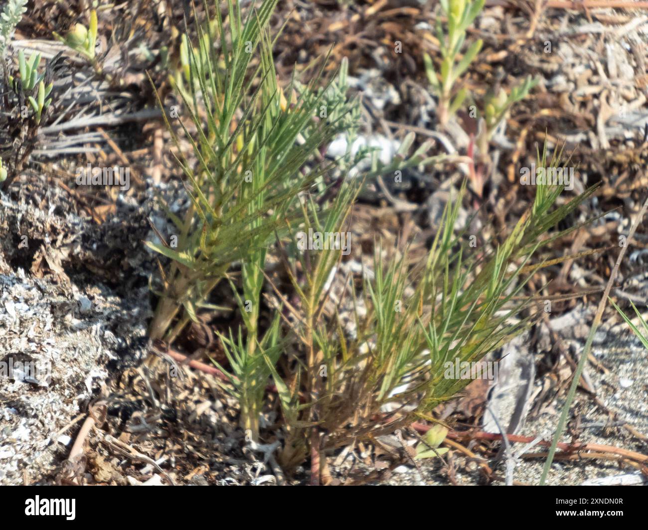 Saltgrass (Distichlis spicata) Plantae Stock Photo