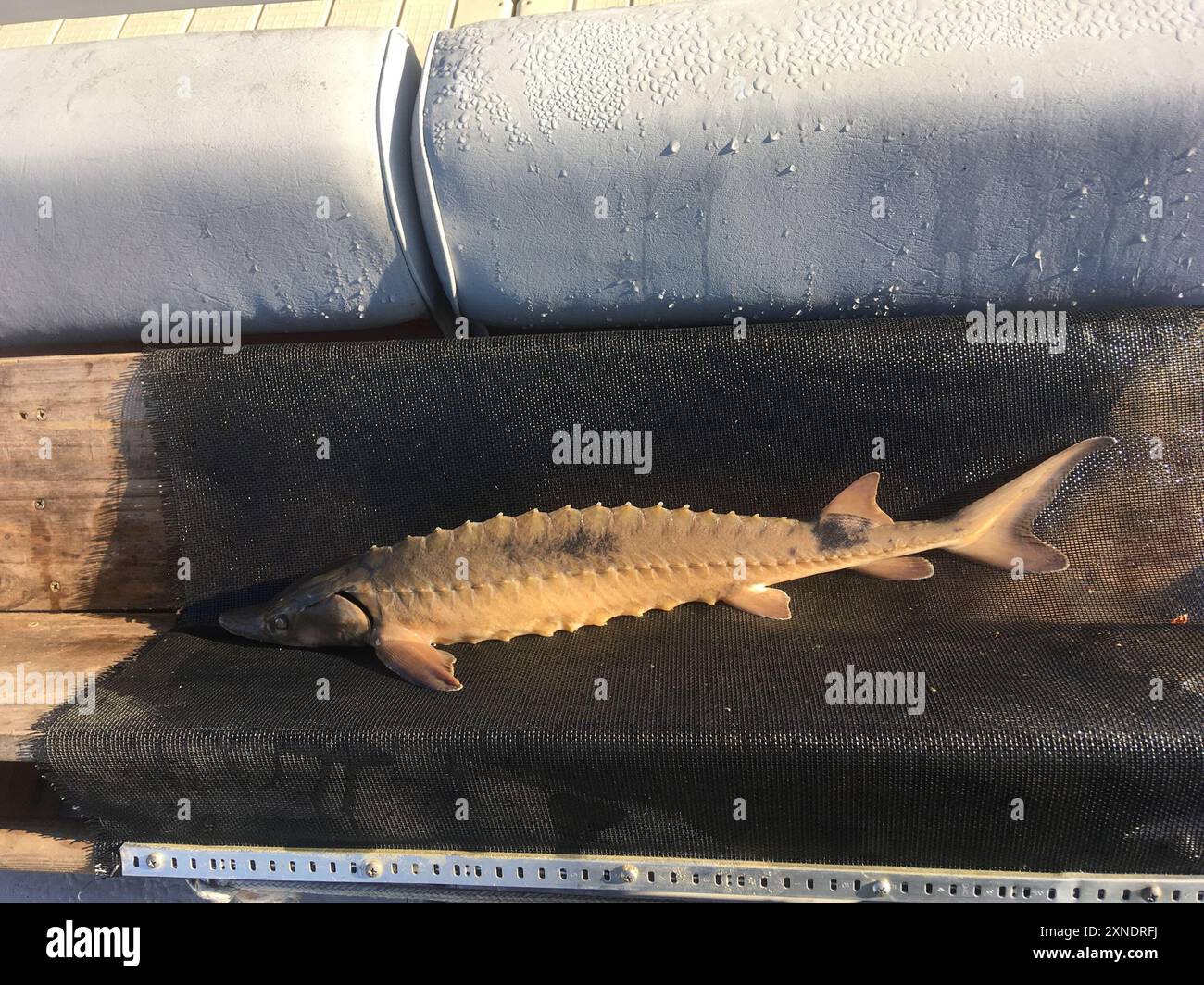 Acipenser Lake Sturgeon (Acipenser fulvescens) Actinopterygii Stock Photo - Alamy