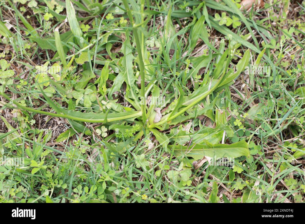 white flatweed (Hypochaeris albiflora) Plantae Stock Photo - Alamy