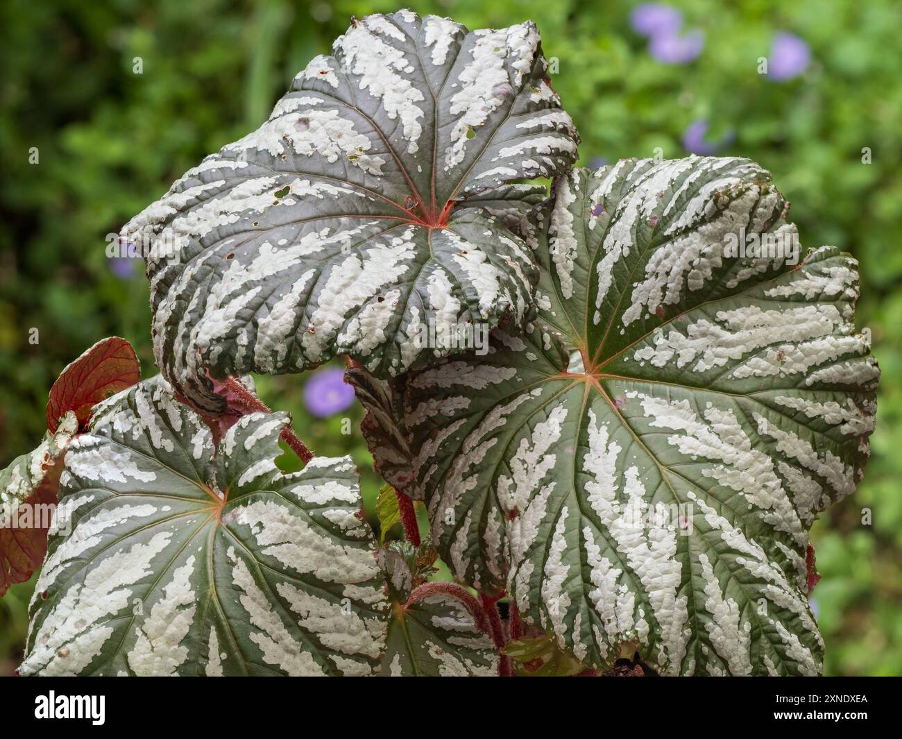 Green and silver foliage of the evergreen Begonia 'Cool Breeze Glacier', bred for cool growing and outdoor summer display Stock Photo